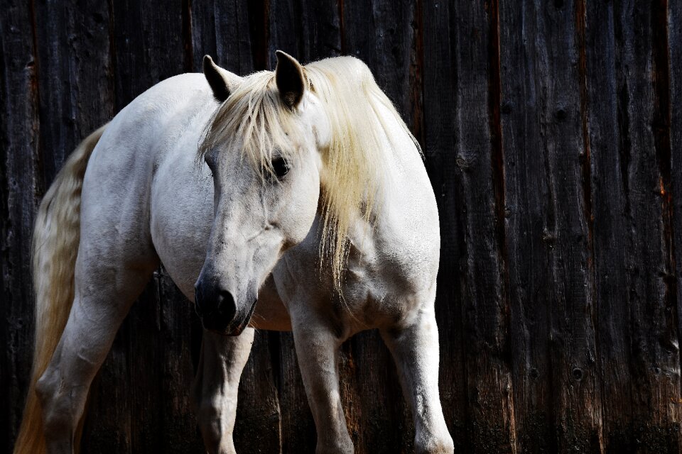 Animal white horse nature