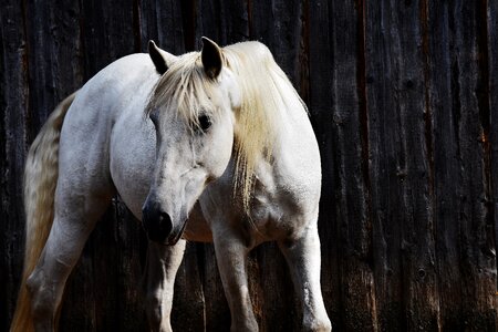 Animal white horse nature
