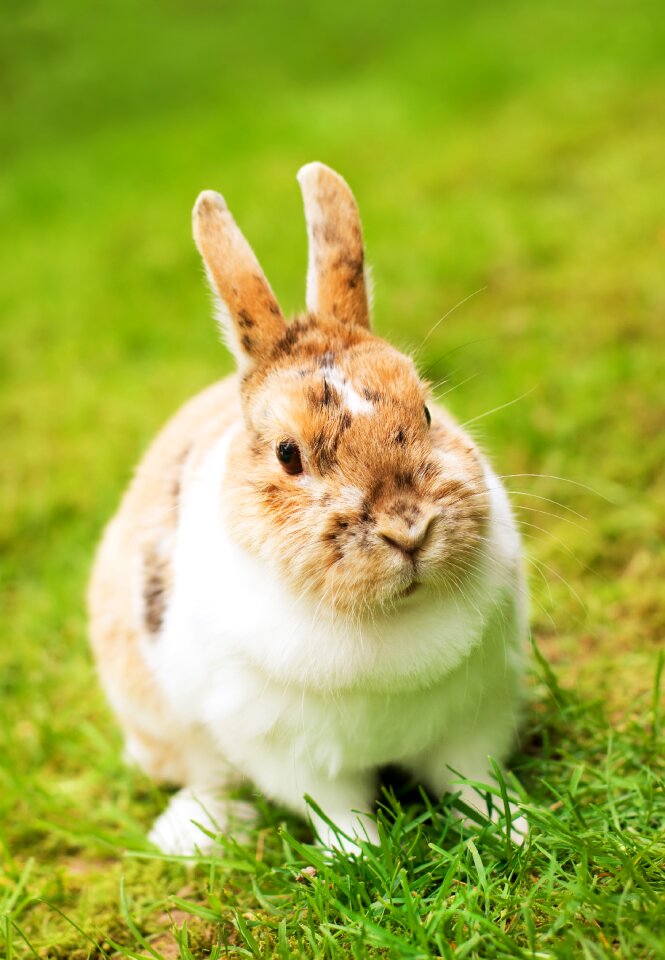 Nature hare grass