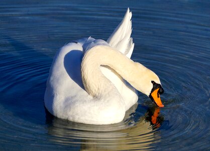 Bird white swan lake photo