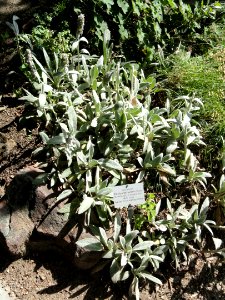Stachys byzantina - Botanischer Garten, Frankfurt am Main - DSC02619