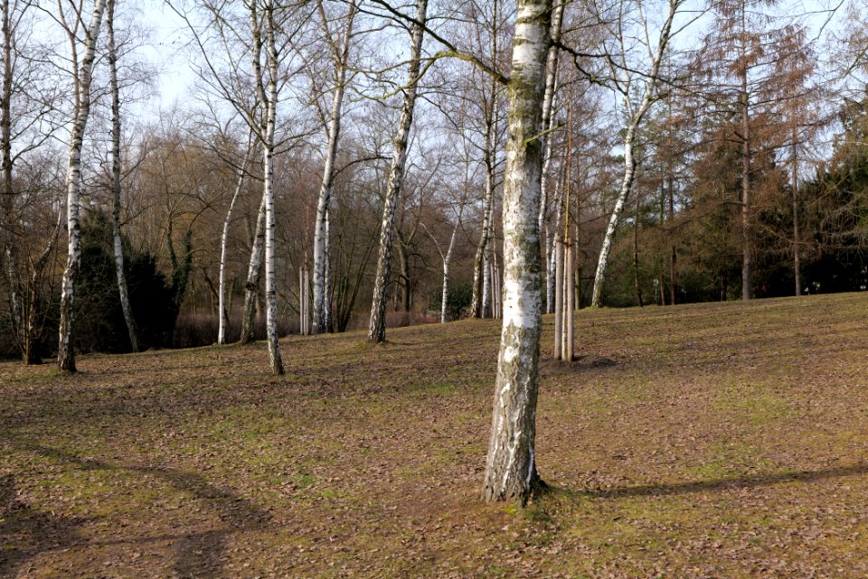 Stadtpark Steglitz 2021-02-24 06