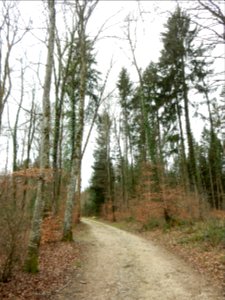 Staatswald Galm