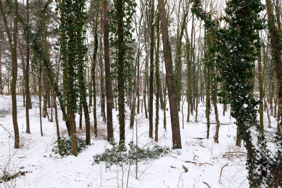 Stadtpark Konradsberg Hennigsdorf with snow 2021-02-09 03