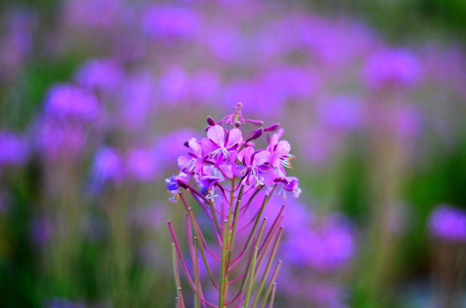Plant spring flowers green
