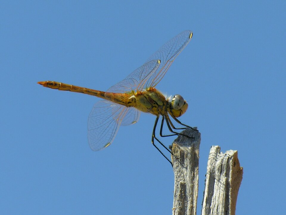 Wings nature summer photo