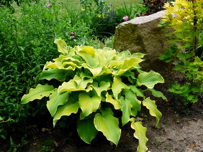 Green plant summer