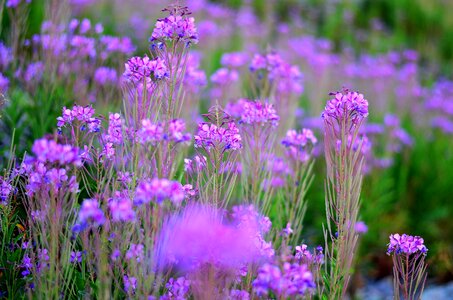 Plant spring flowers green photo