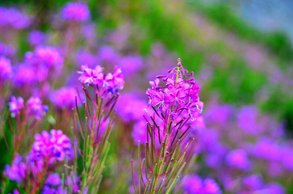 Plant spring flowers green