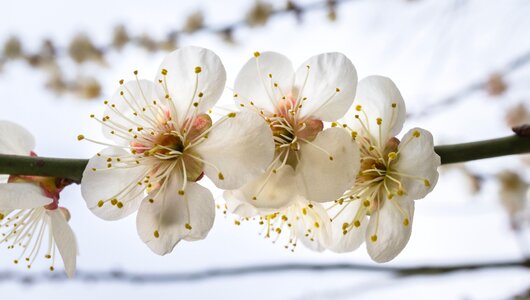 Flower tree wood spring flowers
