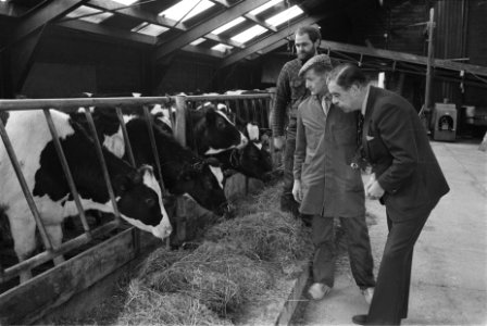 Staatssecrearis Ploeg (Landbouw) bezoekt veebedrijven die na mond- en klauwzeer,, Bestanddeelnr 932-9093