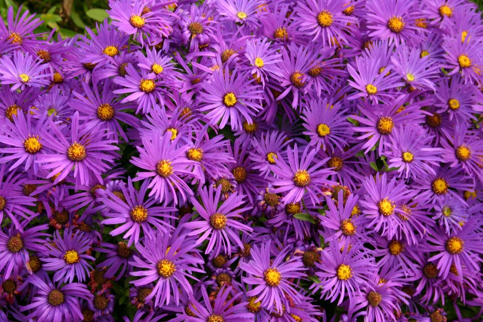 Autumn flowering daisy