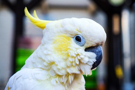 Plumage white cockatoo white