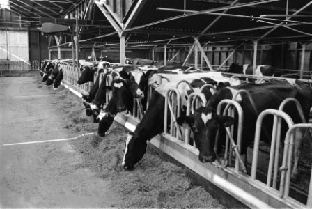 Staatssecrearis Ploeg (Landbouw) bezoekt veebedrijven die na mond- en klauwzeer,, Bestanddeelnr 932-9095
