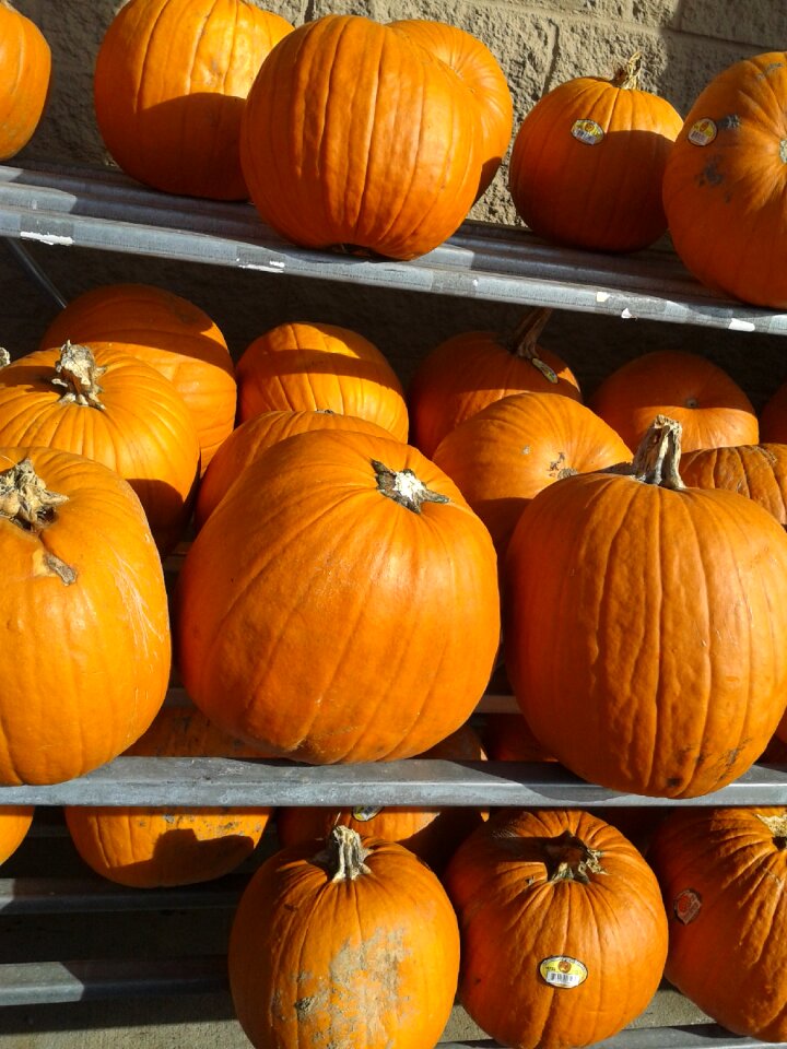 Harvest autumn orange