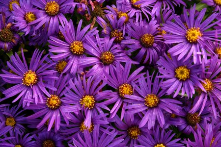 Flowering purple magenta