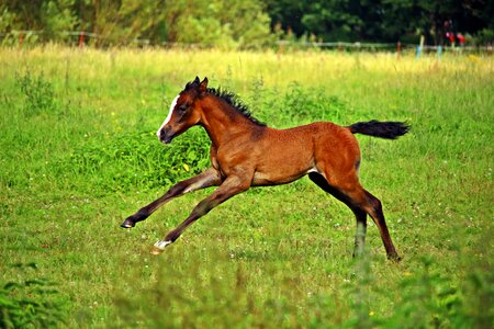 Suckling thoroughbred arabian arabian horse