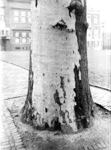 Stam van een plataan op het Nieuwe Plein te Arnhem, Bestanddeelnr 192-0868