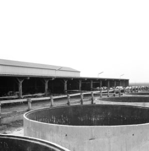 Stallen en schuren, open loopstallen, agrobouw boerderij, beest van, Bestanddeelnr 162-0693