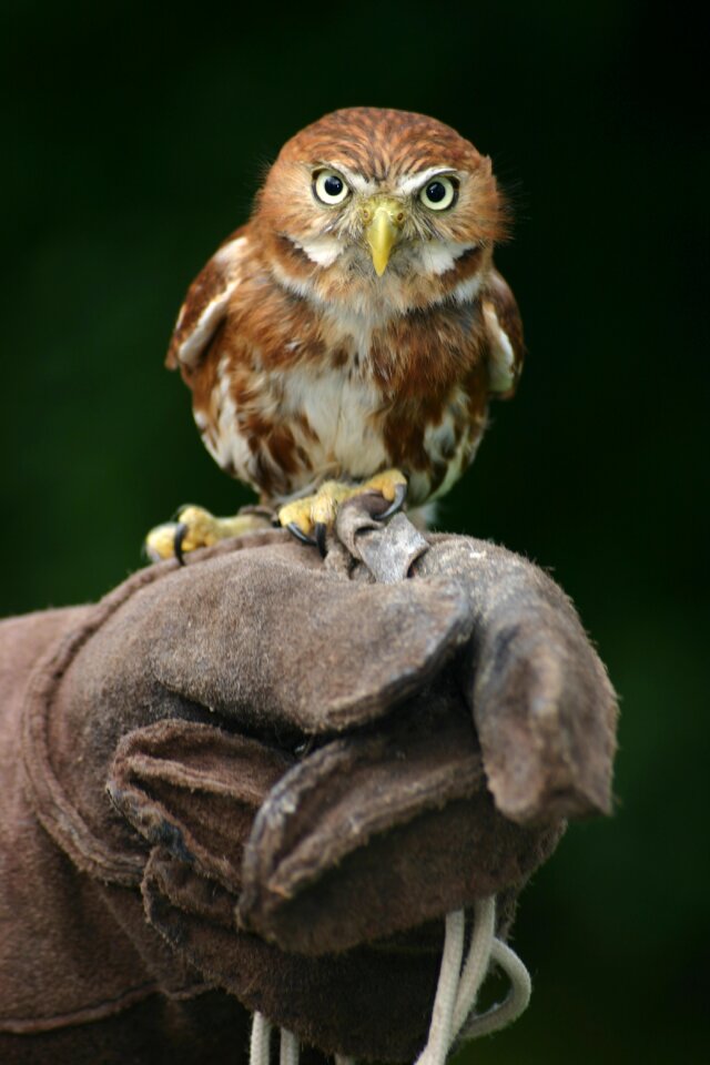 Bird bird of prey feathers