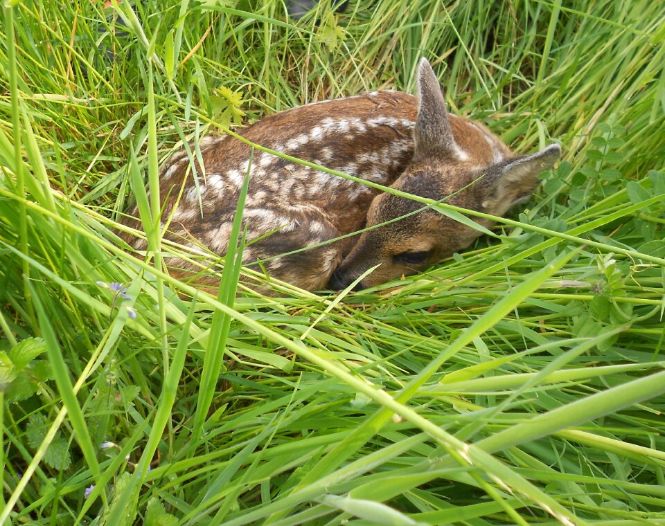 Young deer kitz wild