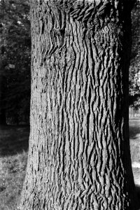 Stam van inlandse eik, Bestanddeelnr 170-0543