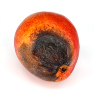 Stained orange mango 2017 C