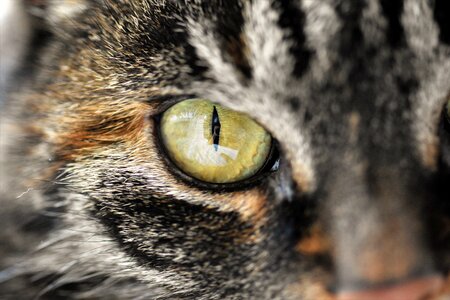 Domestic cat pet eyes photo