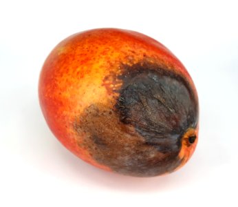 Stained orange mango 2017 B