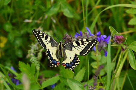 Papilio machaon wing nature photo