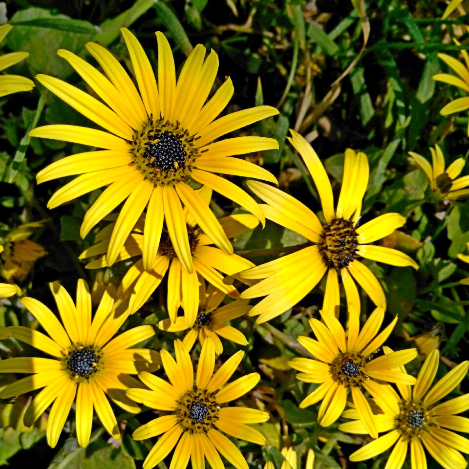 Spring yellow daisy flower