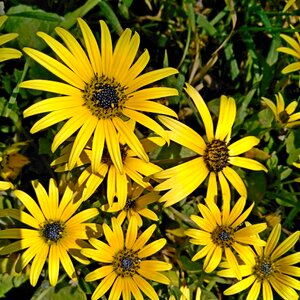 Spring yellow daisy flower photo