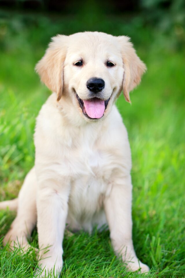 Young white pet