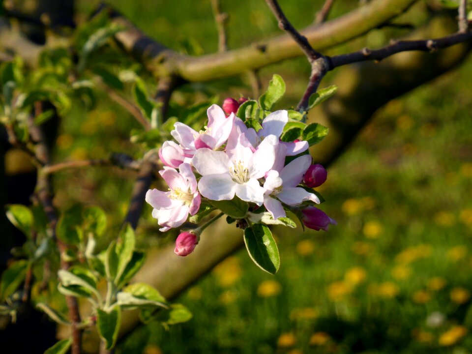 Spring fruit tree pink