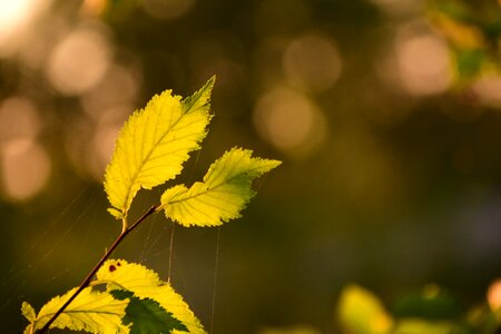 Autumn backlighting sun