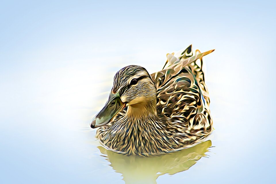 Wild ducks bird nature