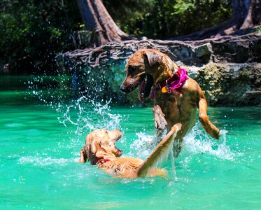 Park dog park collar