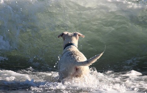 Sea wave beach photo