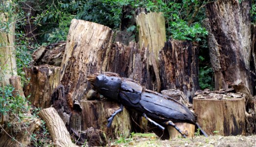 Stag beetle loggery