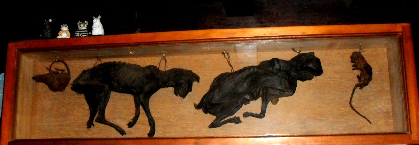 Stag Inn, All Saints Street, Hastings - Mummified Cats