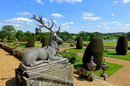 Stag - Bowood House - Wiltshire, England - DSC00786