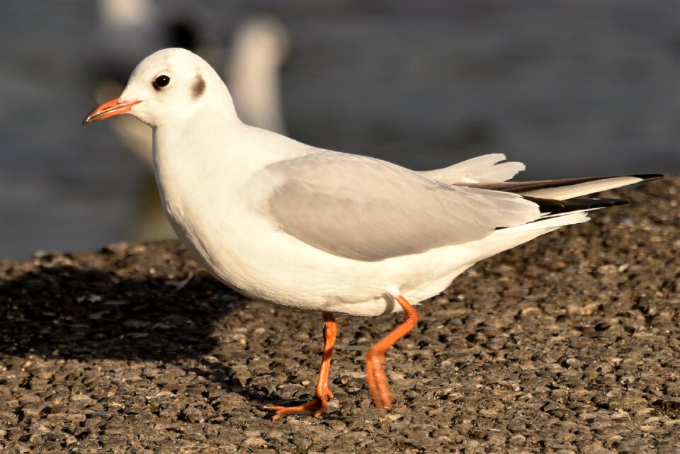 Romanshorn bird feather