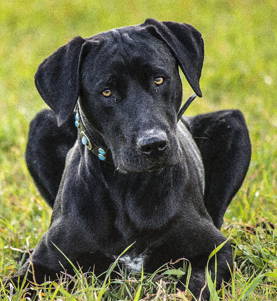 Dog pet animals