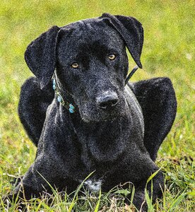 Dog pet animals