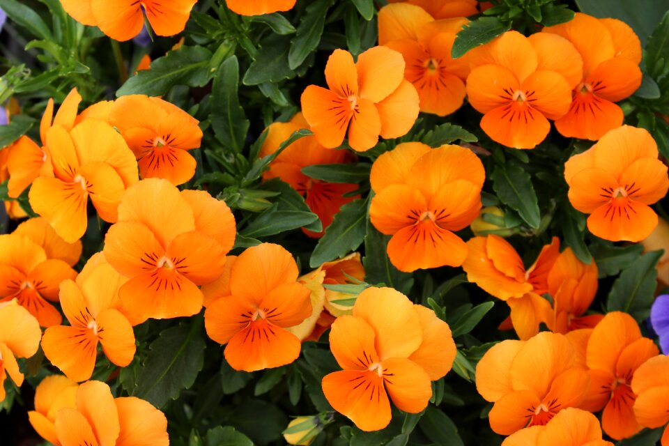 Garden red orange bright