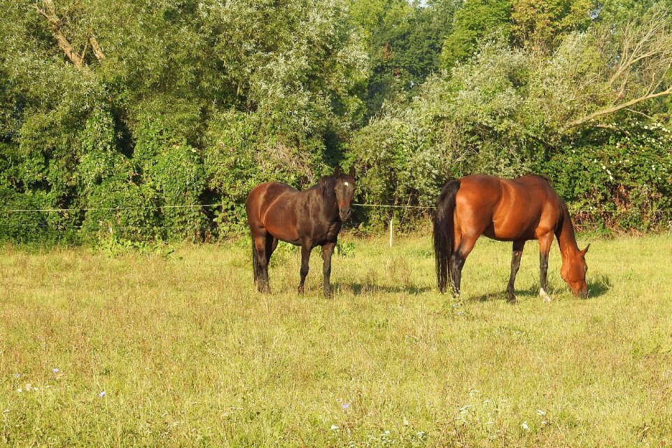 Coupling graze meadow