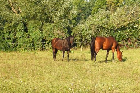 Coupling graze meadow