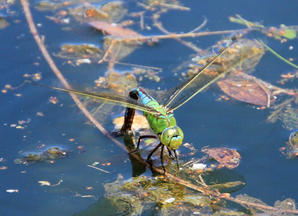 Close up insect lake