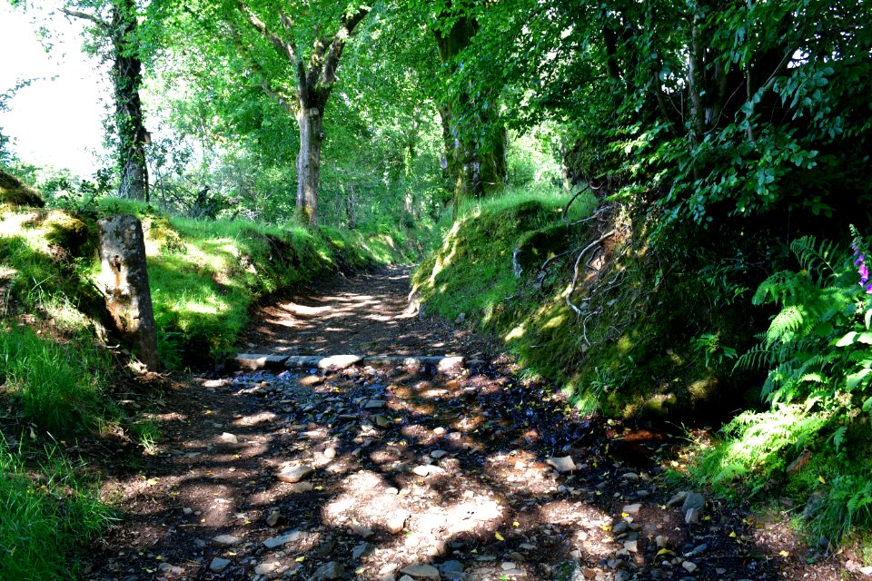 Sticklepath (2021-06-30) 54