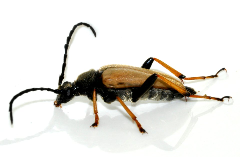 Stictoleptura-rubra-13-fws